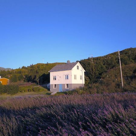 Steinbakk - Vestresand Lofoten Bostad Dış mekan fotoğraf